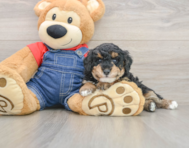 6 week old Poodle Puppy For Sale - Seaside Pups