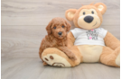 Hypoallergenic Poodle Baby