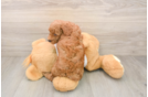 Funny Poodle Purebred Pup