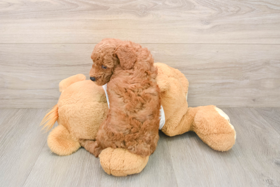 Funny Poodle Purebred Pup