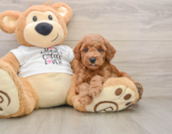 7 week old Poodle Puppy For Sale - Seaside Pups