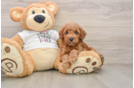 Poodle Puppy for Adoption