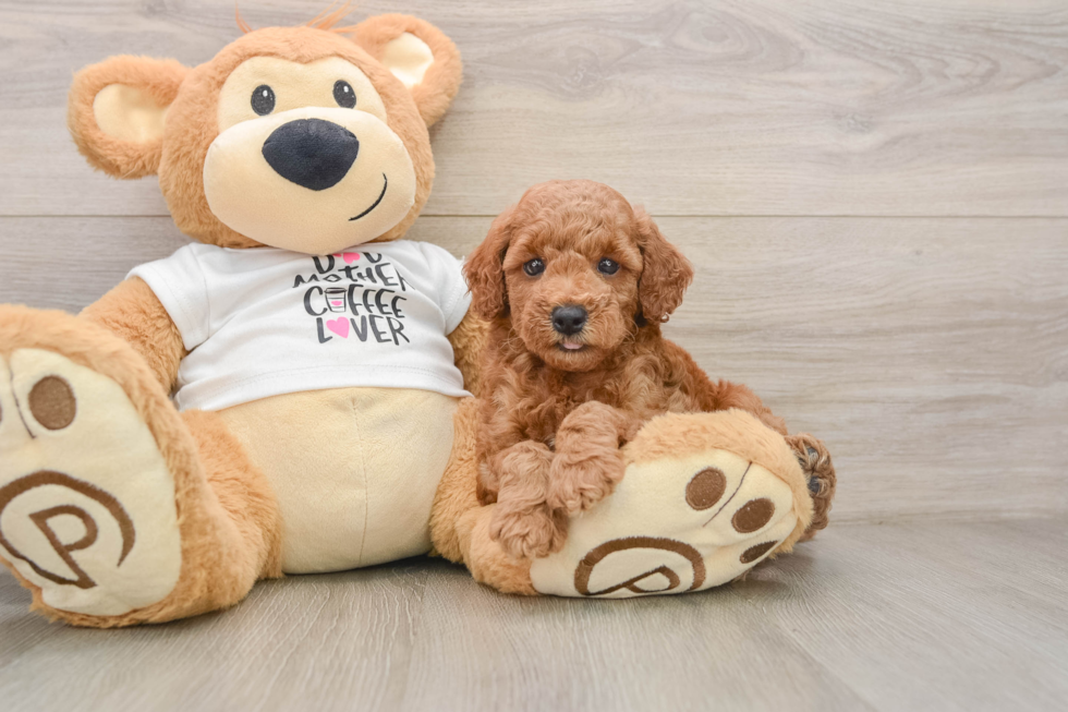 Poodle Puppy for Adoption