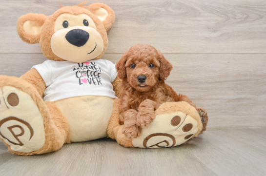 Poodle Puppy for Adoption