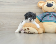 6 week old Poodle Puppy For Sale - Seaside Pups