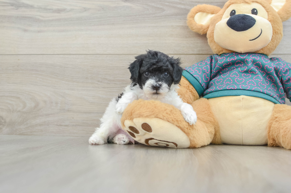 6 week old Poodle Puppy For Sale - Seaside Pups