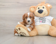 6 week old Poodle Puppy For Sale - Seaside Pups