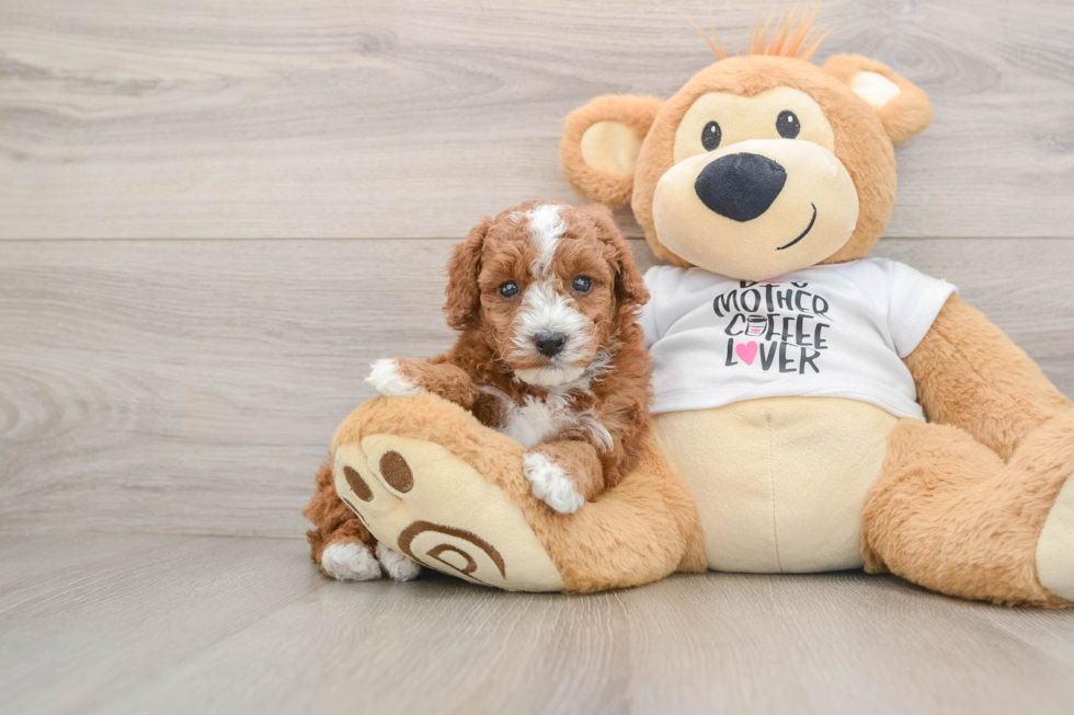 Poodle Pup Being Cute