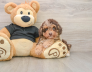 8 week old Poodle Puppy For Sale - Seaside Pups