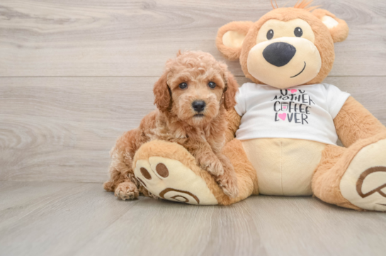 Poodle Puppy for Adoption