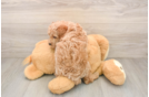 Happy Caniche Purebred Puppy