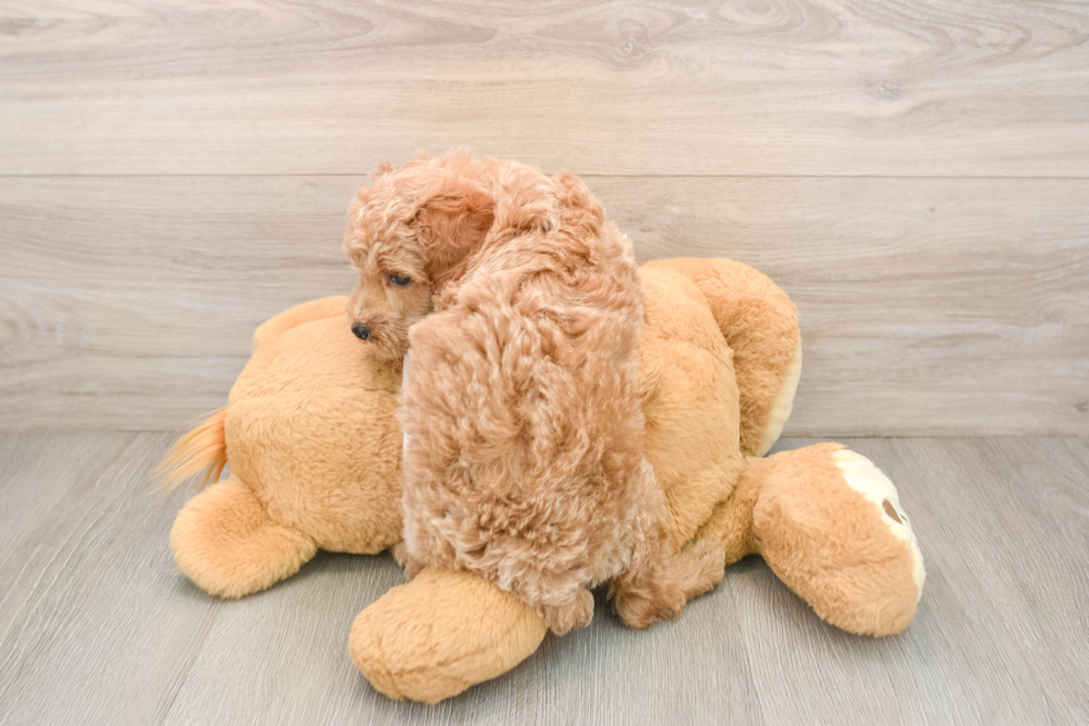 Happy Caniche Purebred Puppy