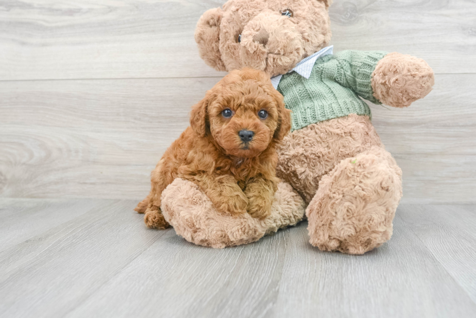 Sweet Pudle Purebred Puppy