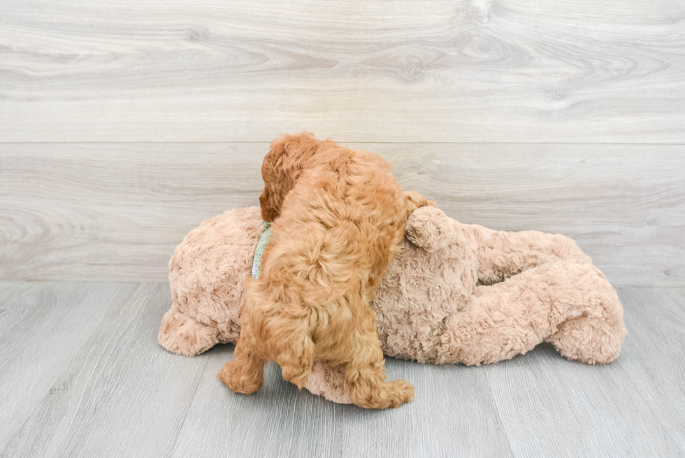 Little Poodle Purebred Pup