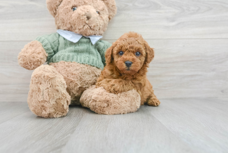 Smart Pudle Purebred Puppy
