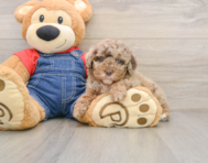 6 week old Poodle Puppy For Sale - Seaside Pups