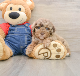 7 week old Poodle Puppy For Sale - Seaside Pups