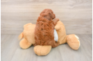 Poodle Puppy for Adoption