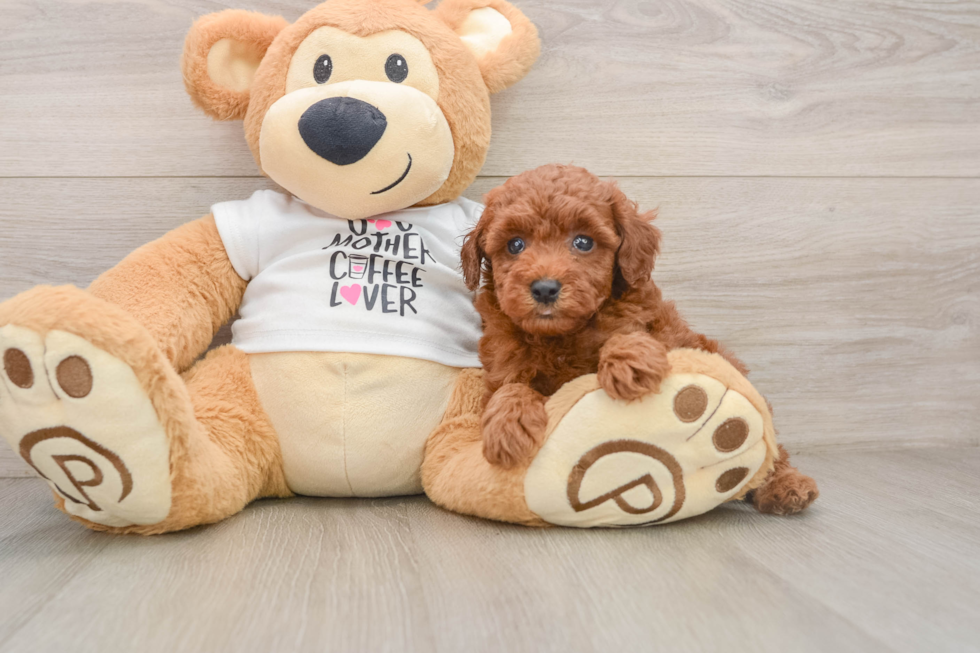 Adorable Pudle Purebred Puppy