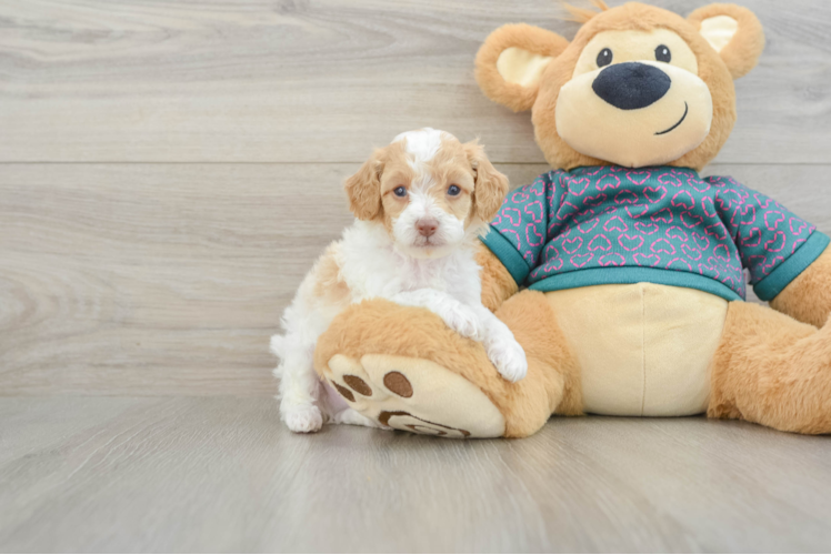Small Poodle Baby