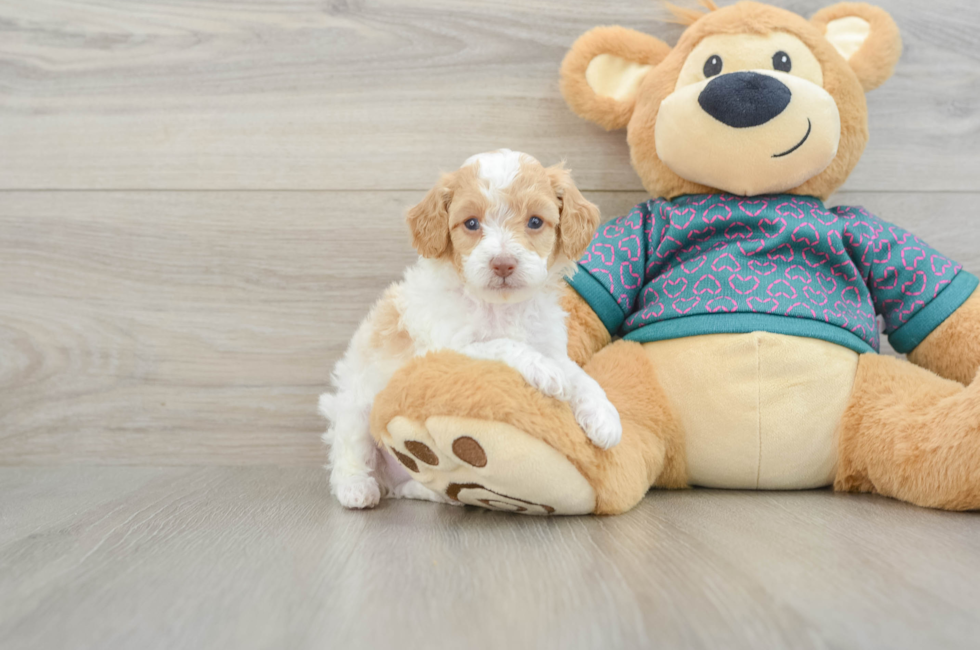 6 week old Poodle Puppy For Sale - Seaside Pups