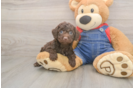 Poodle Pup Being Cute