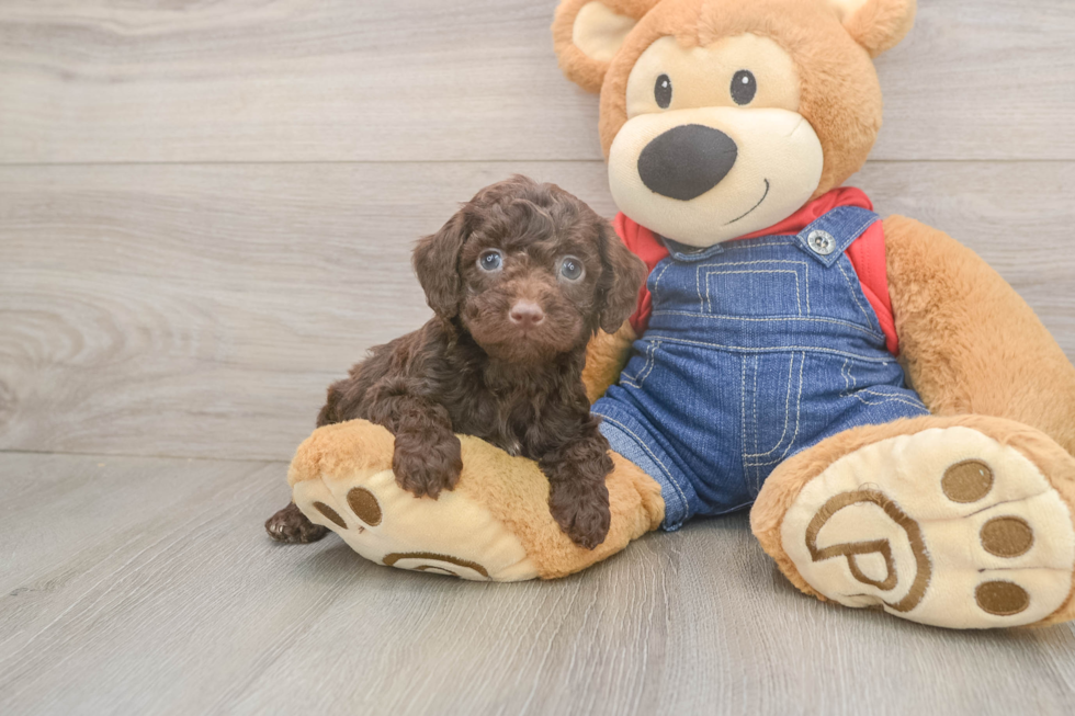 Poodle Pup Being Cute