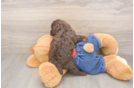 Funny Poodle Purebred Pup