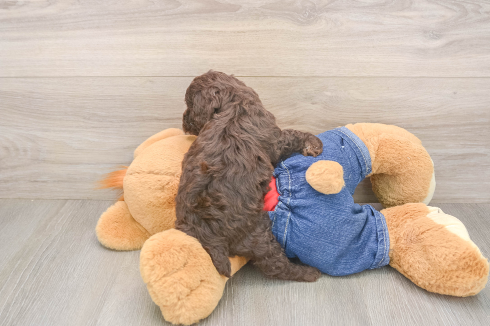 Funny Poodle Purebred Pup