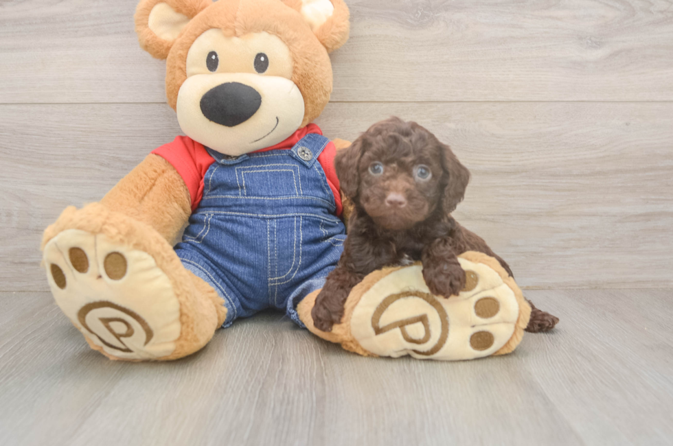 5 week old Poodle Puppy For Sale - Seaside Pups