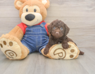 7 week old Poodle Puppy For Sale - Seaside Pups 7 week old Poodle Puppy For Sale - Seaside Pups