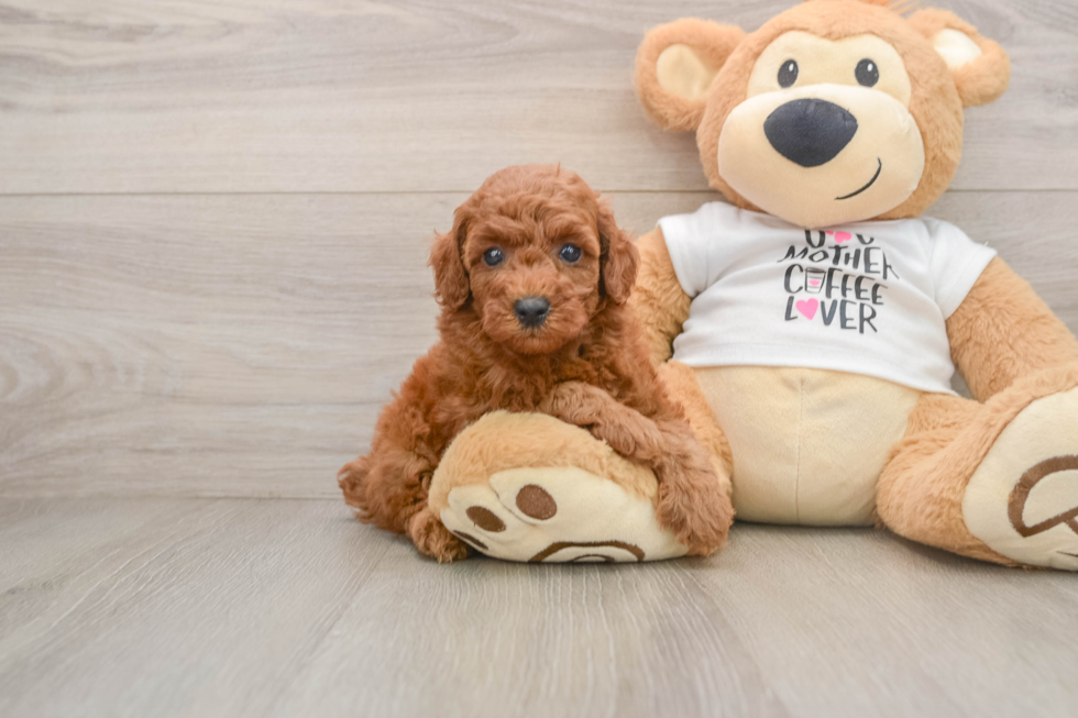 Cute Pudel Purebred Puppy