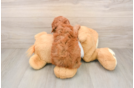 Funny Poodle Purebred Pup