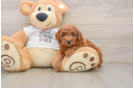 Hypoallergenic Poodle Baby