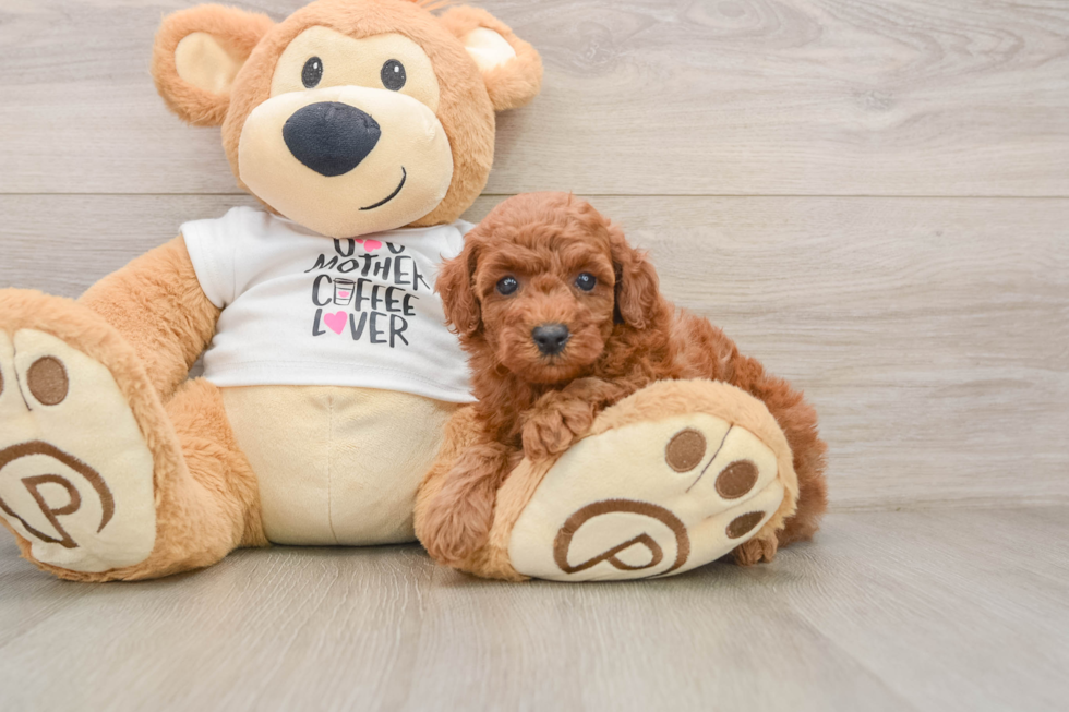 Hypoallergenic Poodle Baby