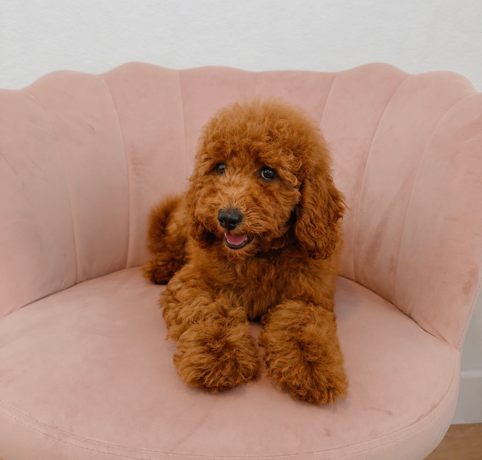 Poodle Puppy for Adoption