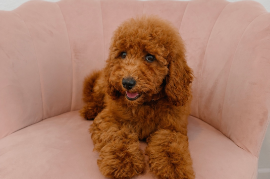 Poodle Puppy for Adoption