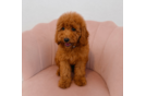 Poodle Pup Being Cute