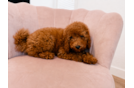 Cute Poodle Baby