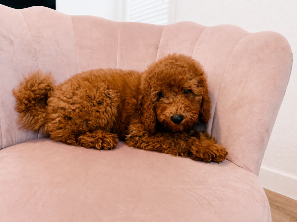Cute Poodle Baby
