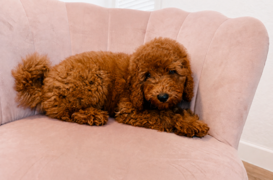 Poodle Puppy for Adoption
