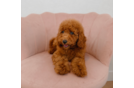 Poodle Puppy for Adoption