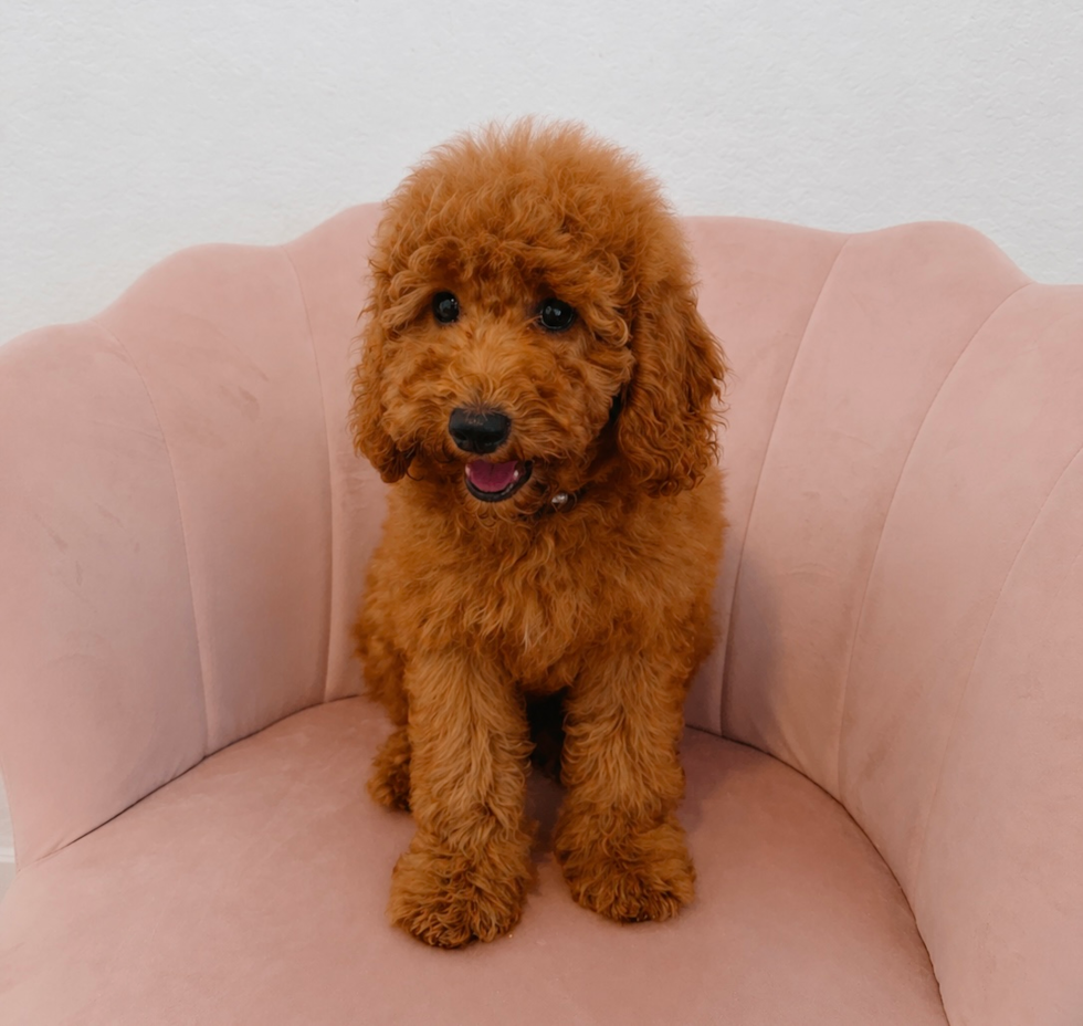 Poodle Puppy for Adoption