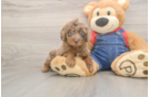 Poodle Pup Being Cute