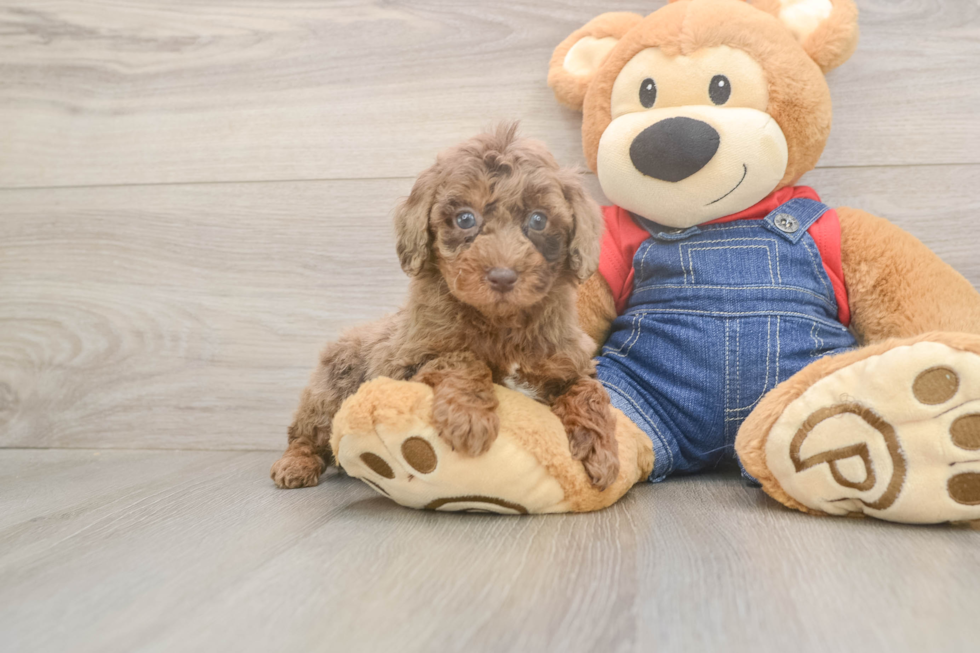 Poodle Pup Being Cute