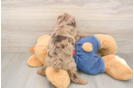 Best Poodle Baby