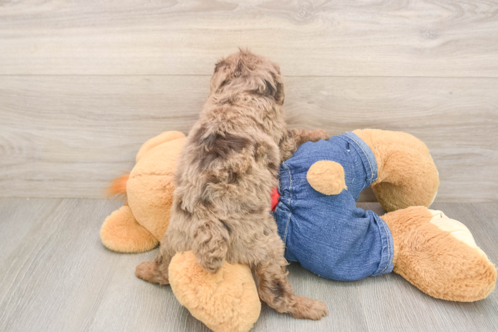 Best Poodle Baby