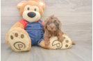 Petite Pudel Purebred Puppy