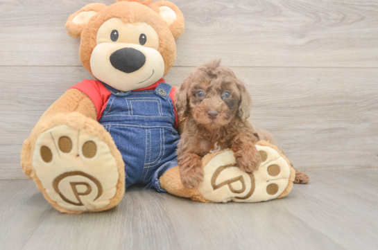 Petite Pudel Purebred Puppy