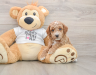 6 week old Poodle Puppy For Sale - Seaside Pups